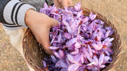 Kashmiri Saffron