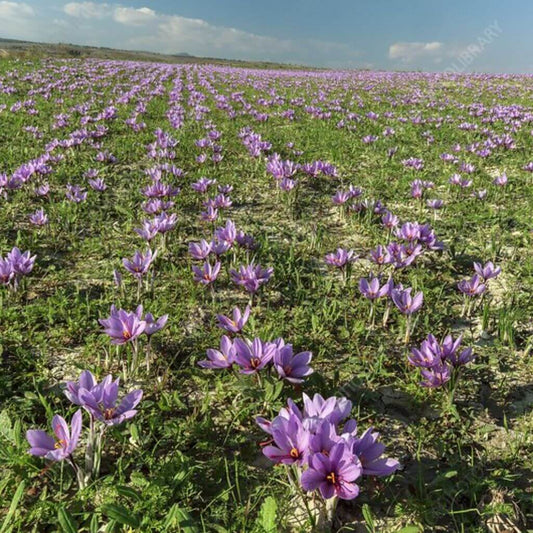 Kashmiri Saffron / Kesar