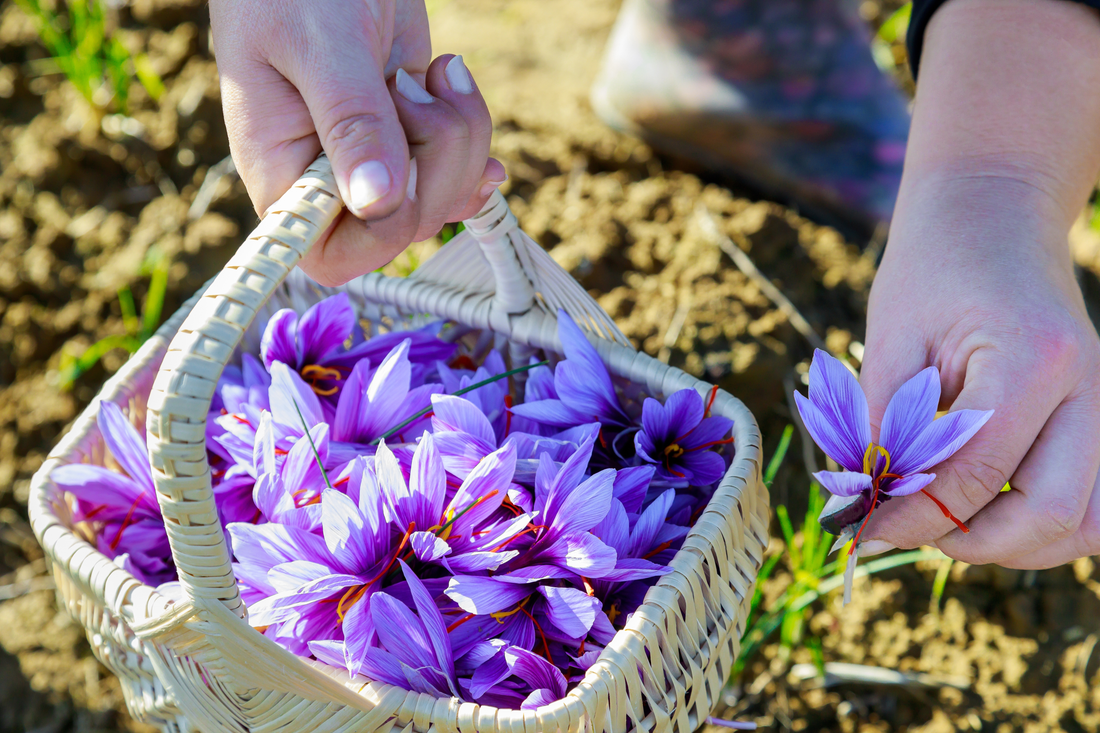 Kashmiri Saffron