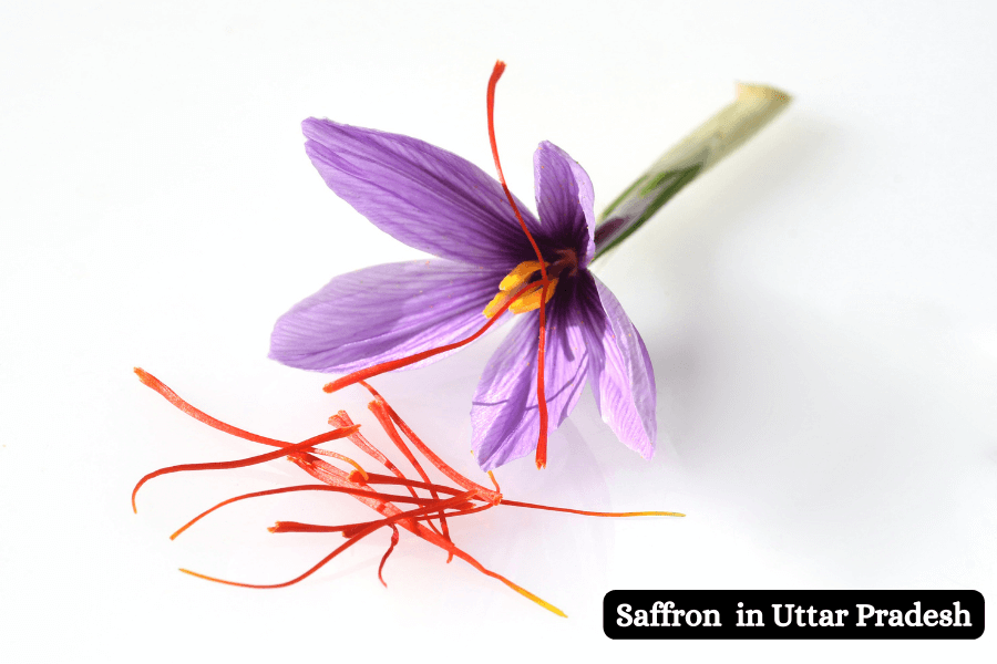 Buy Quality, Reliable and Authentic Saffron from Kashmir Online Store in Uttar Pradesh