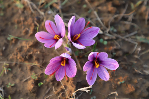 buy saffron 1 gram